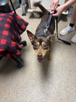 Rolo FH -  Australian Kelpie and Miniature Pinscher Dog for Adoption in Sanford, Florida - Rolo FH | PetCurious