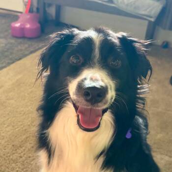 Marshall -  Australian Shepherd Dog for Adoption in Ada, Minnesota - Marshall | PetCurious
