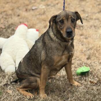 Feist and Terrier Dogs Available for Adoption - LULU | PetCurious