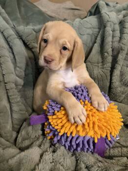 Labrador Retriever Dogs Available for Adoption in Lewisville, Indiana - Gus Gus | PetCurious