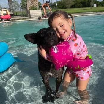 Tahoe Too Handsome Trailblazer -  Labrador Retriever and German Shepherd Dog Dog for Adoption in Friendswood, Texas - Tahoe Too Handsome Trailblazer | PetCurious