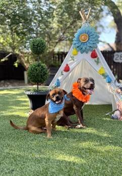 Mocha & Boston -  Terrier and Boston Terrier Dog for Adoption in Mico, Texas - Mocha & Boston | PetCurious
