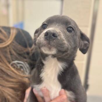 Mixed Breed Dogs Available for Adoption in Hendersonville, North Carolina - Flora | PetCurious