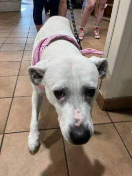 Mixed Breed Dogs Available for Adoption in Longmont, Colorado - Yoshi | PetCurious