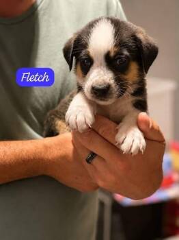 Fletch -  Labrador Retriever Dog for Adoption in Clarksburg, Ontario - Fletch | PetCurious