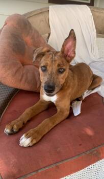 Rescue Catahoula Leopard Dog and Coonhound Dogs for Adoption in Houston, Texas - Daisy | PetCurious