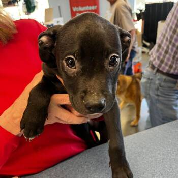 Labrador Retriever Dogs Available for Adoption - Kyler | PetCurious