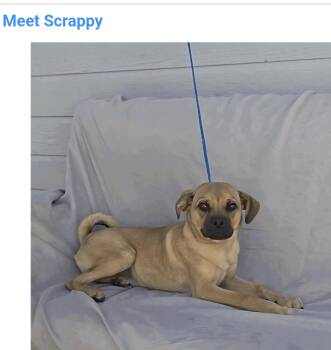 Scrappy -  Pug Dog for Adoption in Salt Lake City, Utah - Scrappy | PetCurious