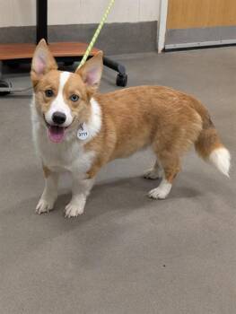 Cardigan Welsh Corgi Dogs Available for Adoption - CHAPPEE | PetCurious