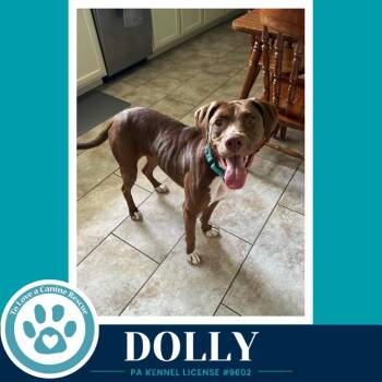 Dolly (Country Queens) 071826 -  Labrador Retriever and Hound Dog for Adoption in Kimberton, Pennsylvania - Dolly (Country Queens) 071826 | PetCurious