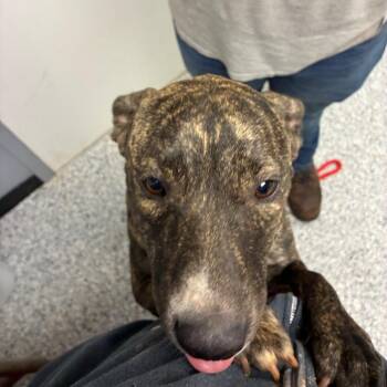Lady -  Pit Bull Terrier and Hound Dog for Adoption in Birmingham, Alabama - Lady | PetCurious