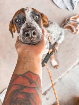 Bailey -  Cattle Dog Dog for Adoption in Harlingen, Texas - Bailey | PetCurious