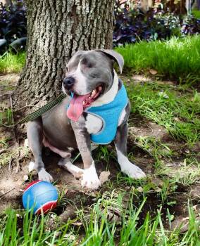 American Staffordshire Terrier and Staffordshire Bull Terrier Dogs Available for Adoption - Jasperi MV9864-T LOCAL Adoption Event In Marysville 2/20 And 2/2 | PetCurious