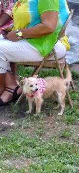 Rescue Yorkshire Terrier and Chihuahua Dogs for Adoption in Hampton, Virginia - Mollie | PetCurious