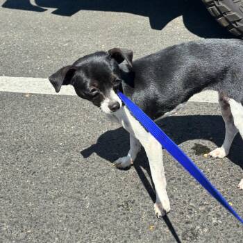 Natalie -  Chihuahua Dog for Adoption in Ojai, California - Natalie | PetCurious