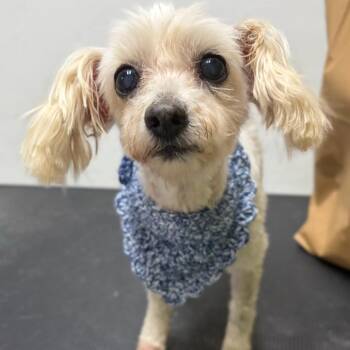 Seraphine -  Poodle Dog for Adoption in San Diego, California - Seraphine | PetCurious