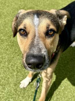 Mixed Breed Dogs Available for Adoption in Wichita, Kansas - Alex | PetCurious