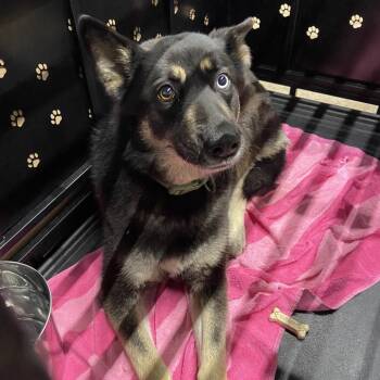 Shepherd and Husky Dogs Available for Adoption in Abilene, Texas - Kit Kat | PetCurious