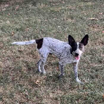 Thunder (Peg- fostered in TN) -  Australian Cattle Dog Blue Heeler and Cattle Dog Dog for Adoption in Brighton, Tennessee - Thunder (Peg- Fostered In TN) | PetCurious
