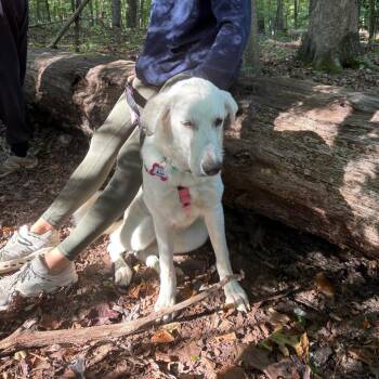 Blair -  Great Pyrenees and Labrador Retriever Dog for Adoption in Wake Forest, North Carolina - Blair | PetCurious