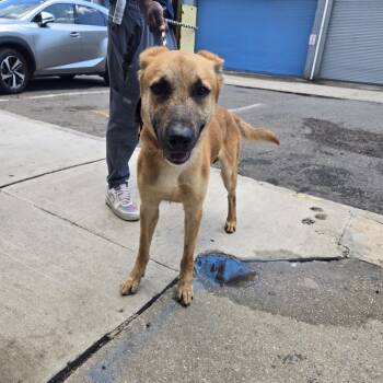 Boomer -  Belgian Shepherd Malinois Dog for Adoption in Newark, New Jersey - Boomer | PetCurious