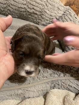 Mini Apollo -  Goldendoodle Dog for Sale in Centralia, Kansas - Mini Apollo | PetCurious