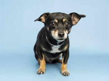 HANK -  Chihuahua Dog for Adoption in Phoenix, Arizona - HANK | PetCurious