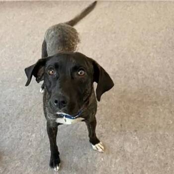 Choco -  Pointer and Catahoula Leopard Dog Dog for Adoption in Brentwood, Missouri - Choco | PetCurious