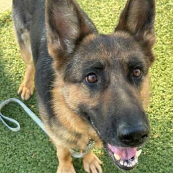 Gretta -  German Shepherd Dog Dog for Adoption in Indianapolis, Indiana - Gretta | PetCurious