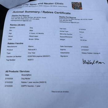 Standard Poodle and Pit Bull Terrier Dogs Available for Adoption - Rambo | PetCurious