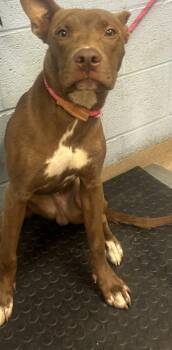 Acorn -  Mixed Breed Dog for Adoption in Chamblee, Georgia - Acorn | PetCurious