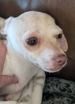 Chihuahua Dogs Available for Adoption in Parker, Colorado - Cookie Dough | PetCurious