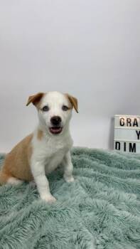 Congee -  Cattle Dog and Husky Dog for Adoption in Phoenix, Arizona - Congee | PetCurious