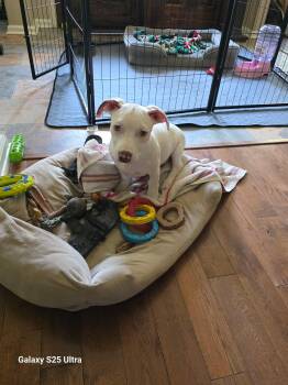 Coconut -  American Staffordshire Terrier Dog for Adoption in Mooresville, North Carolina - Coconut | PetCurious