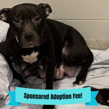 Pit Bull Terrier Dogs Available for Adoption - Natasha | PetCurious