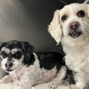 Mia & Luna -  Shih Poo Dog for Adoption in Parma, Ohio - Mia & Luna | PetCurious