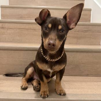 Faris -  Dachshund and Chihuahua Dog for Adoption in Pflugerville, Texas - Faris | PetCurious
