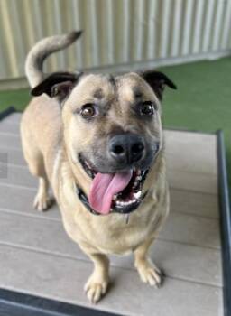 Rescue Mixed Breed Dogs for Adoption in Davis, California - Subway | PetCurious