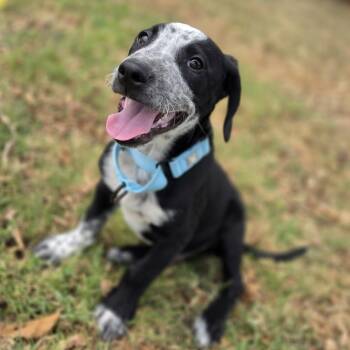 Chess -  Hound Dog for Adoption in Lowell, Arkansas - Chess | PetCurious