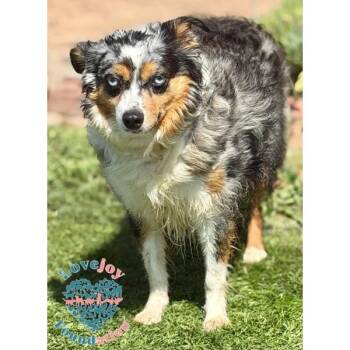 Lily CORB -  Australian Shepherd Dog for Adoption in Inglewood, California - Lily CORB | PetCurious