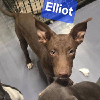 Elliot -  Hound and Mixed Breed Dog for Adoption in Medfield, Massachusetts - Elliot | PetCurious