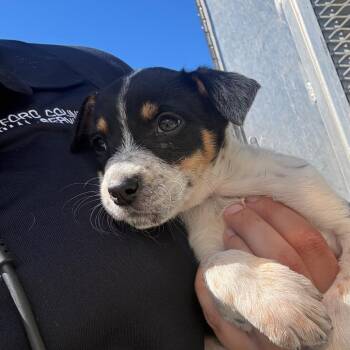 COO -  Mixed Breed Dog for Adoption in Greensboro, North Carolina - COO | PetCurious