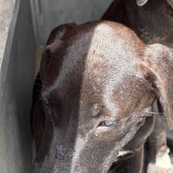 Ducky -  American Staffordshire Terrier and Mixed Breed Dog for Adoption in Edinburg, Texas - Ducky | PetCurious