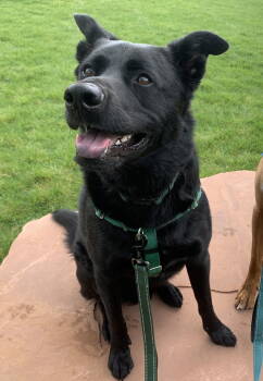 Rescue Retriever and Shepherd Dogs for Adoption in Fort Collins, Colorado - Trapper John | PetCurious