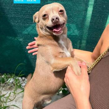 Benji -  Chihuahua Dog for Adoption in Tampa, Florida - Benji | PetCurious