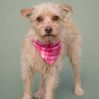 Terrier and Mixed Breed Dogs Available for Adoption - Fiona | PetCurious