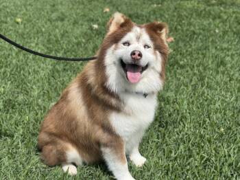 Alaskan Malamute Dogs Available for Adoption - Chevy | PetCurious