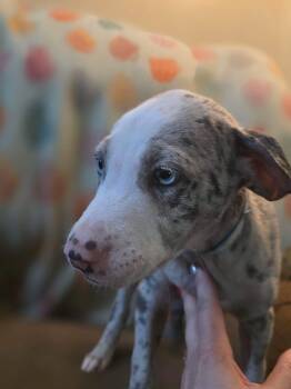 Axel -  Catahoula Leopard Dog Dog for Adoption in New London, Wisconsin - Axel | PetCurious