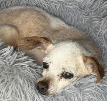 Evelyn -  Chihuahua Dog for Adoption in Larkfield-wikiup, California - Evelyn | PetCurious