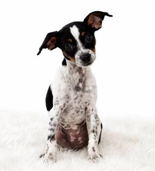 Pool: Bikini -  Chihuahua and Dachshund Dog for Adoption in Palo Alto, California - Pool: Bikini | PetCurious